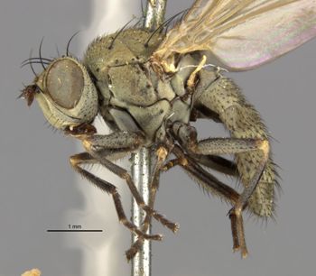 Media type: image;   Entomology 11135 Aspect: habitus lateral view